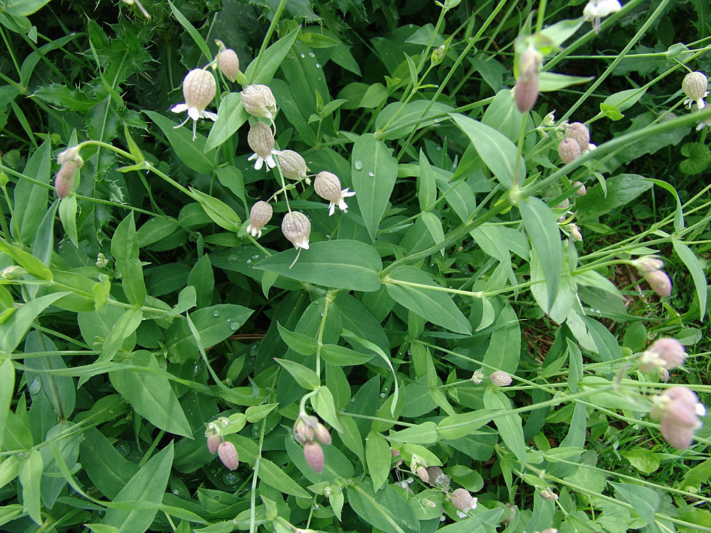 سیلن ولگاریس